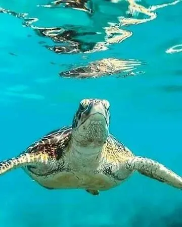 Turtles Al Ahyaa